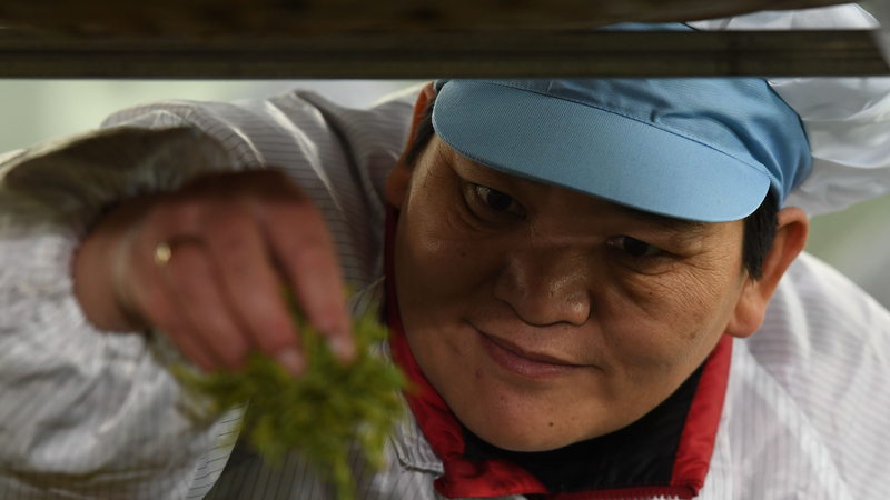HerVoice in the Hills: Huang Hongying’s Tea Fields of Hope