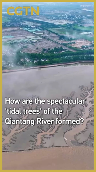 How Qiantang’s Spectacular ‘Tidal Trees’ Are Shaped by Tides How_Qiantang_s_Spectacular__Tidal_Trees__Are_Shaped_by_Tides video poster