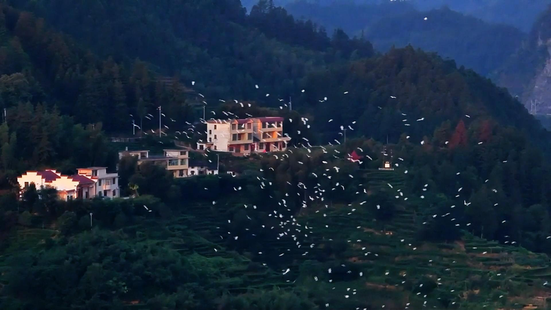 Jiangxi’s Suichuan Flyway: A Vital Stop for Millions of Migratory Birds Jiangxi’s Suichuan Flyway: A Vital Stop for Millions of Migratory Birds video poster