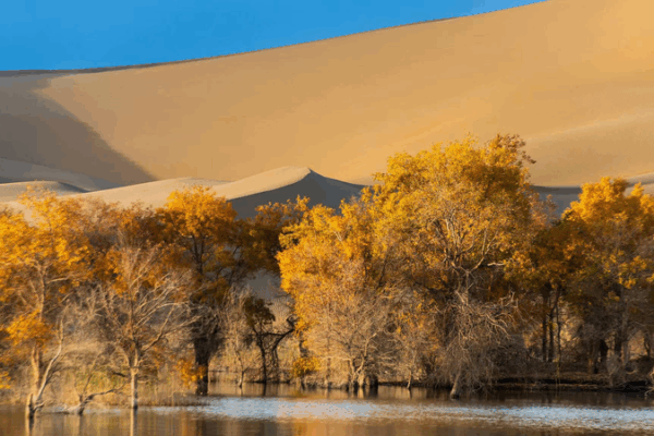 Golden Poplars: Discover Xinjiang’s Desert Heroes Golden Poplars: Discover Xinjiang’s Desert Heroes video poster