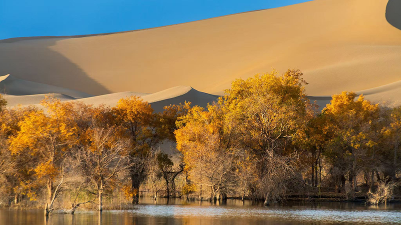 JIO2GB3HJS0B257A0OQX - News for amigos, by amigos Golden Poplars: Discover Xinjiang’s Desert Heroes video poster