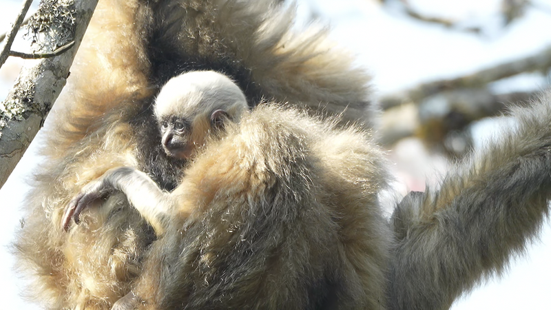 L1I5I2TTWT8UZM7ZXDY2 - News for amigos, by amigos International Gibbon Day: Western Black Crested Gibbons Thrive in Yunnan’s Ailao Mountains video poster