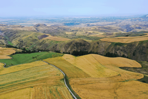 Explore Jiangbulake’s Golden Wheat Fields: A Natural Masterpiece 🌾 Explore Jiangbulake’s Golden Wheat Fields: A Natural Masterpiece 🌾 video poster