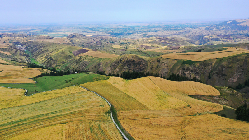 Explore Jiangbulake’s Golden Wheat Fields: A Natural Masterpiece 🌾 video poster