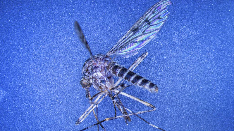 Mosquitoes_Buzz_Into_Iceland__First_Wild_Sightings_Reported_ - News for amigos, by amigos Mosquitoes_Buzz_Into_Iceland__First_Wild_Sightings_Reported_
