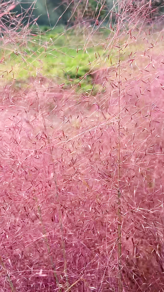 NDLWUM44YWT99Y0V1E0D - News for amigos, by amigos Dreamy Pink Muhly Grass Transforms Beijing’s Old Summer Palace video poster