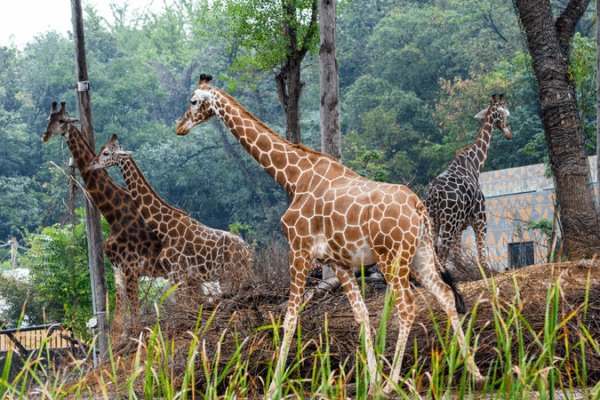 Nanjing’s Hongshan Forest Zoo Roars to Life with 200+ New Animals Nanjing_s_Hongshan_Forest_Zoo_Roars_to_Life_with_200__New_Animals video poster