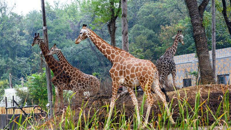 Nanjing_s_Hongshan_Forest_Zoo_Roars_to_Life_with_200__New_Animals video poster