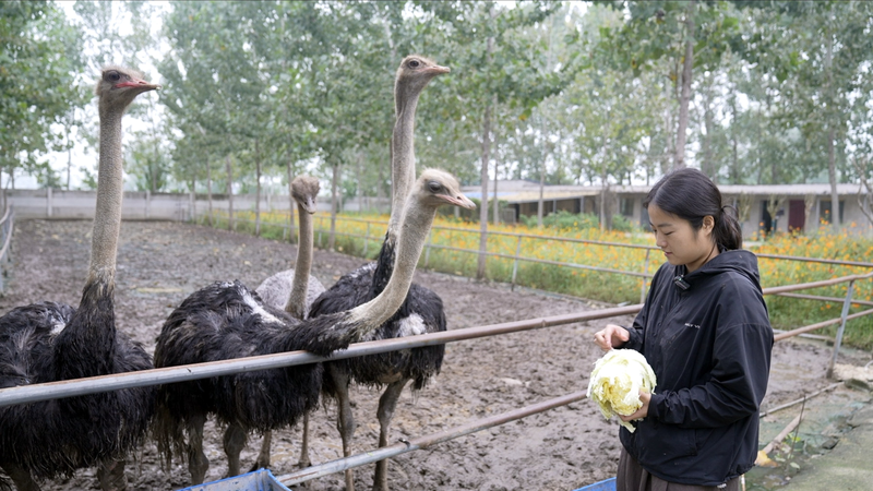 Ostrich Farmer Becomes Douyin Star, Revitalizes Rural Biz Ostrich_Farmer_Becomes_Douyin_Star__Revitalizes_Rural_Biz video poster