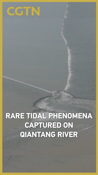 Rare ‘Tree’ Tide and More Wow on Qiantang River 🌊 Rare ‘Tree’ Tide and More Wow on Qiantang River 🌊 video poster