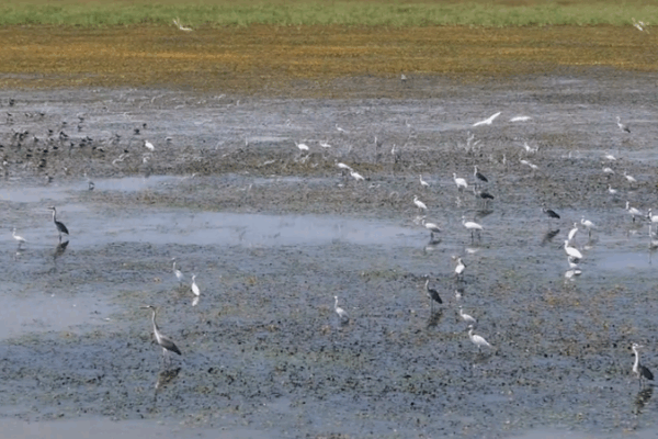 10,000+ Migratory Birds Flock to Poyang Lake for Winter 🌊🐦 10,000+ Migratory Birds Flock to Poyang Lake for Winter 🌊🐦 video poster