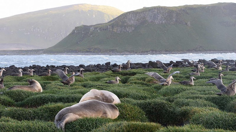 Scientists_Spot_Deadly_H5_Bird_Flu_in_Elephant_Seals_on_Heard_Island - News for amigos, by amigos Scientists_Spot_Deadly_H5_Bird_Flu_in_Elephant_Seals_on_Heard_Island