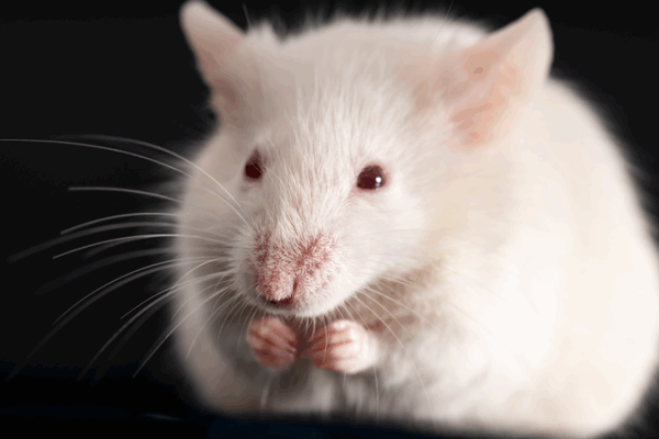 Shenzhou_21_Crew_to_Study_Mice_Aboard_Space_Station