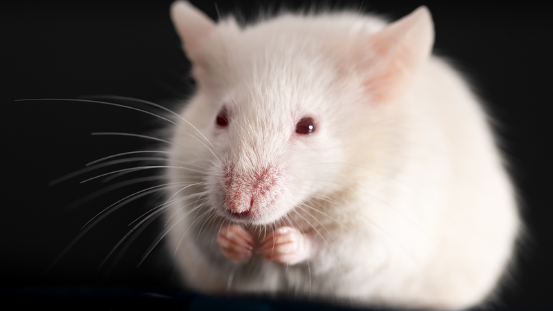 Shenzhou_21_Crew_to_Study_Mice_Aboard_Space_Station