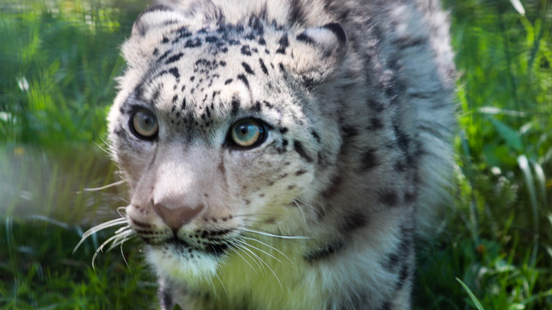 Snow_Leopards_on_the_Rise_in_the_Chinese_Mainland