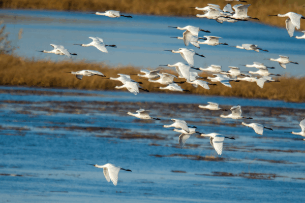 Spoonbills & Wetlands: Wolong Lake Welcomes Migratory Flocks Spoonbills___Wetlands__Wolong_Lake_Welcomes_Migratory_Flocks