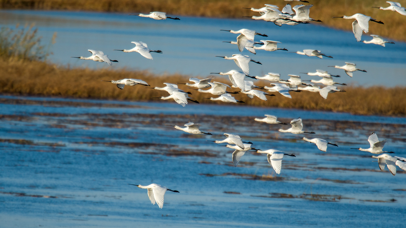 Spoonbills___Wetlands__Wolong_Lake_Welcomes_Migratory_Flocks - News for amigos, by amigos Spoonbills___Wetlands__Wolong_Lake_Welcomes_Migratory_Flocks