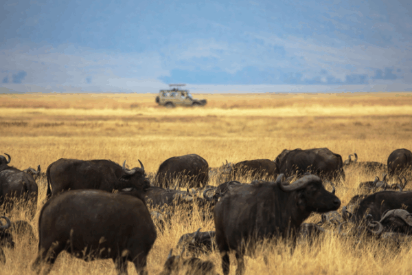 Tanzania Unveils Ngorongoro-Lengai Geopark with Support from the Chinese mainland Tanzania_Unveils_Ngorongoro_Lengai_Geopark_with_Support_from_the_Chinese_mainland