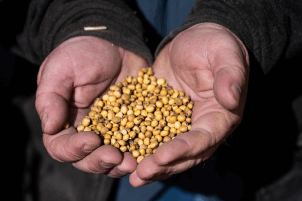 Tariff Boomerang Strikes US Farmers: Who Pays the Price? Tariff_Boomerang_Strikes_US_Farmers__Who_Pays_the_Price_