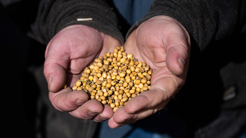 Tariff_Boomerang_Strikes_US_Farmers__Who_Pays_the_Price_ - News for amigos, by amigos Tariff_Boomerang_Strikes_US_Farmers__Who_Pays_the_Price_