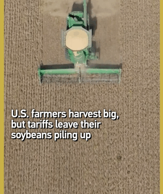 Tariff Troubles: US Soybeans Piling Up Amid Global Shift Tariff_Troubles__US_Soybeans_Piling_Up_Amid_Global_Shift video poster