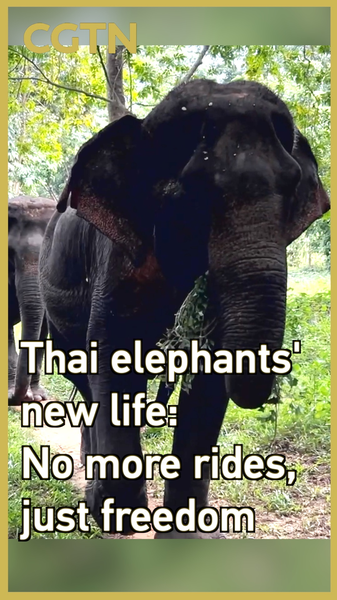 Thai Elephants Find Freedom at Elephant Forest Phitsanulok Thai_Elephants_Find_Freedom_at_Elephant_Forest_Phitsanulok video poster