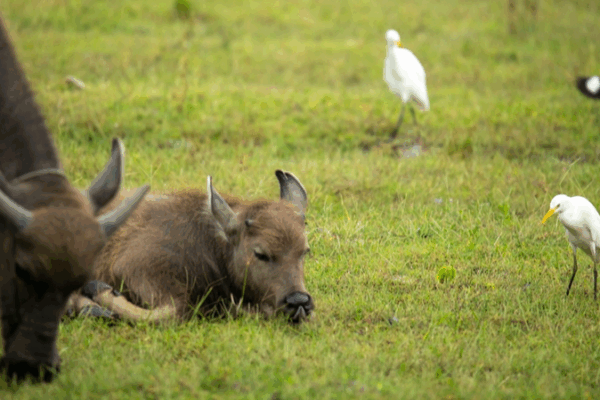 Water Buffalo & Egrets Team Up in Hainan Wetlands Water_Buffalo___Egrets_Team_Up_in_Hainan_Wetlands