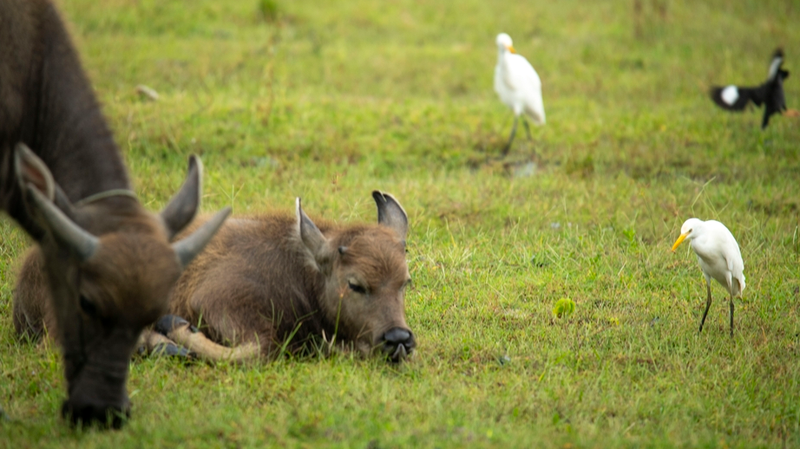 Water_Buffalo___Egrets_Team_Up_in_Hainan_Wetlands - News for amigos, by amigos Water_Buffalo___Egrets_Team_Up_in_Hainan_Wetlands