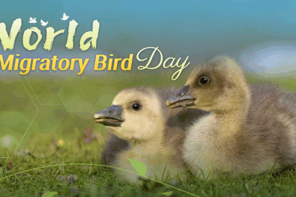 World Migratory Bird Day: Celebrating Earth’s Aerial Travelers World_Migratory_Bird_Day__Celebrating_Earth_s_Aerial_Travelers