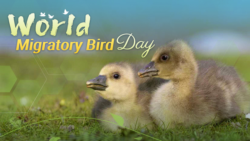 World_Migratory_Bird_Day__Celebrating_Earth_s_Aerial_Travelers - News for amigos, by amigos World_Migratory_Bird_Day__Celebrating_Earth_s_Aerial_Travelers