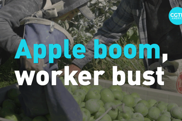 X3Y053QLZCVEOPDXQP55 - News for amigos, by amigos Shrinking Workforce Threatens Washington’s Apple Harvest video poster