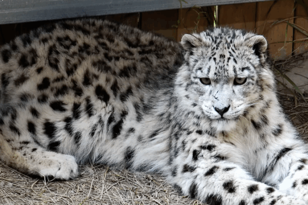 Xining Wildlife Park Honors International Snow Leopard Day with Special Exhibit Xining_Wildlife_Park_Honors_International_Snow_Leopard_Day_with_Special_Exhibit video poster