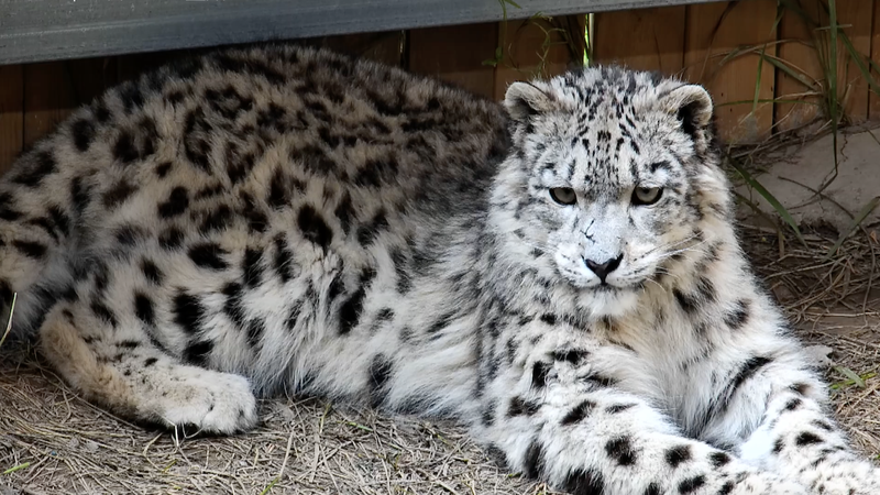 Xining_Wildlife_Park_Honors_International_Snow_Leopard_Day_with_Special_Exhibit_poster - News for amigos, by amigos Xining_Wildlife_Park_Honors_International_Snow_Leopard_Day_with_Special_Exhibit video poster
