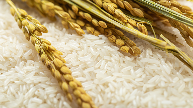 China-backed Rice Revolution Boosts Chad’s Food Security China-backed Rice Revolution Boosts Chad’s Food Security