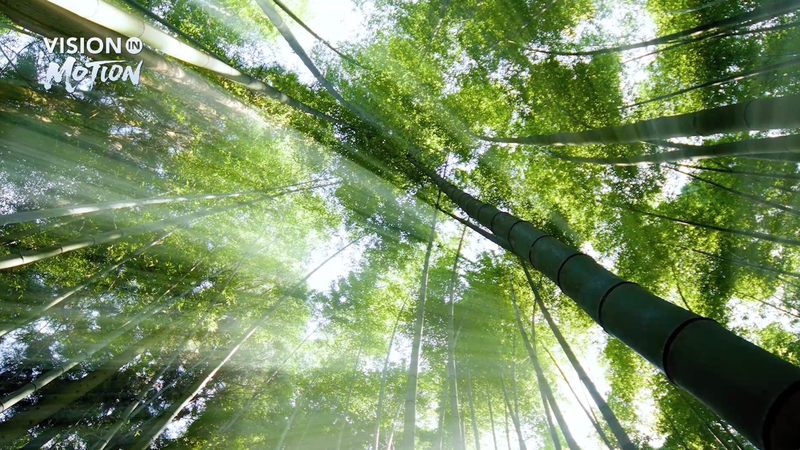 Anji’s Green Revolution: From Mines to Bamboo-Powered Tourism video poster