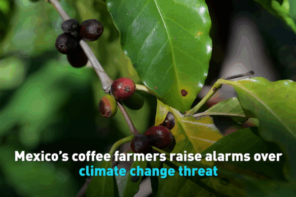 Mexico’s Coffee Farmers Sound the Alarm on Climate Change video poster