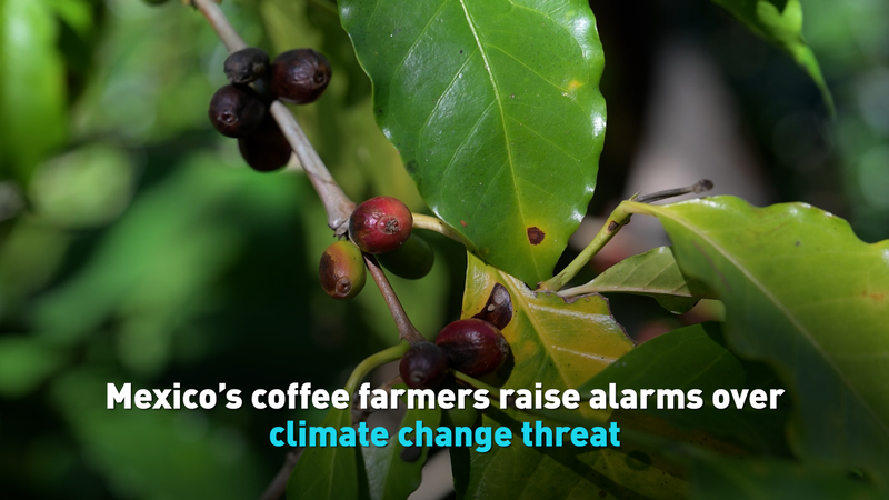 Mexico’s Coffee Farmers Sound the Alarm on Climate Change video poster