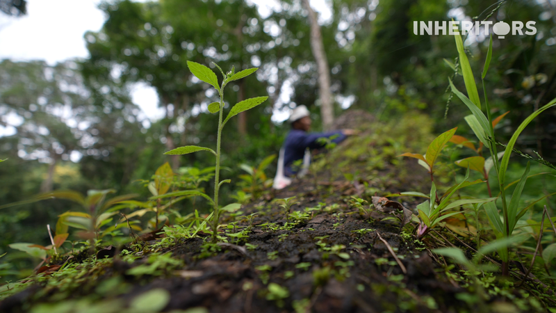 A_Fallen_Tree_s_Second_Life__Lessons_from_Yunnan_s_Tea_Forests - News for amigos, by amigos A_Fallen_Tree_s_Second_Life__Lessons_from_Yunnan_s_Tea_Forests