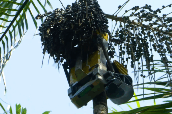 Acai_Picking_Robots_Revolutionize_Amazon_Harvest_Ahead_of_COP30 video poster