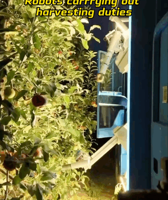Agri_Bots_Revolutionize_Fruit_Picking_Across_the_Chinese_Mainland video poster