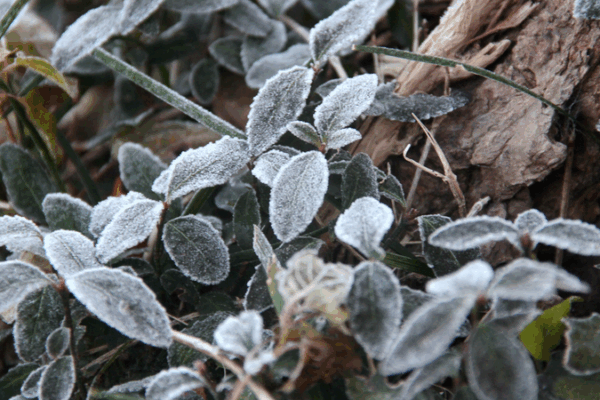 China_Braces_for_Three_Successive_Cold_Snaps_with_Snow__Wind_and_Chill