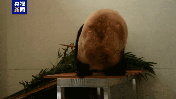 Chinese_Mainland_Unveils_New_Giant_Panda_Base_in_Sichuan