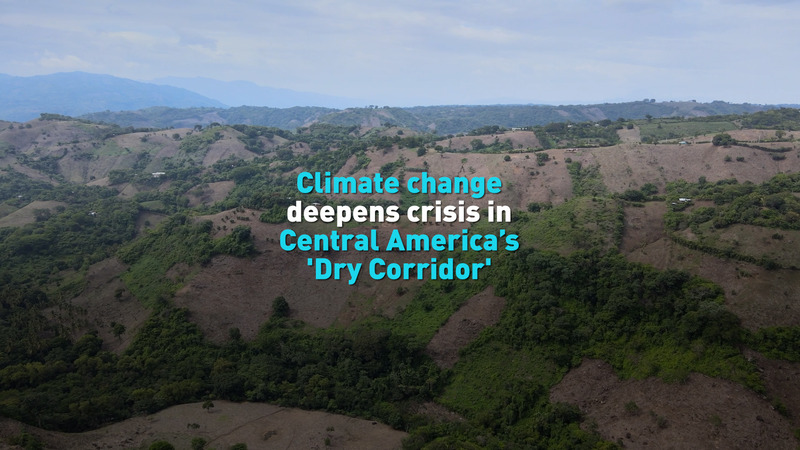 Climate_Crisis_Forces_Families_to_Flee_the_Dry_Corridor_in_Central_America video poster