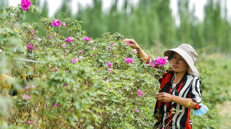 Desert_Farming_Goes_Blooming__Roses___Seafood_Thrive_in_Xinjiang video poster