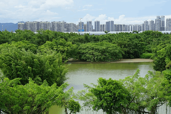 Discover_Bird_Paradise__Jiangmen_s_380_Year_Old_Avian_Oasis video poster