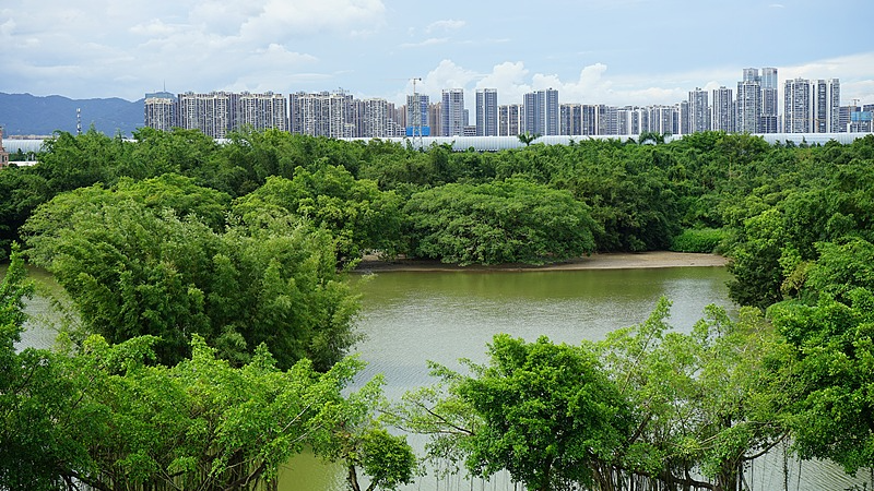 Discover_Bird_Paradise__Jiangmen_s_380_Year_Old_Avian_Oasis_poster - News for amigos, by amigos Discover_Bird_Paradise__Jiangmen_s_380_Year_Old_Avian_Oasis video poster