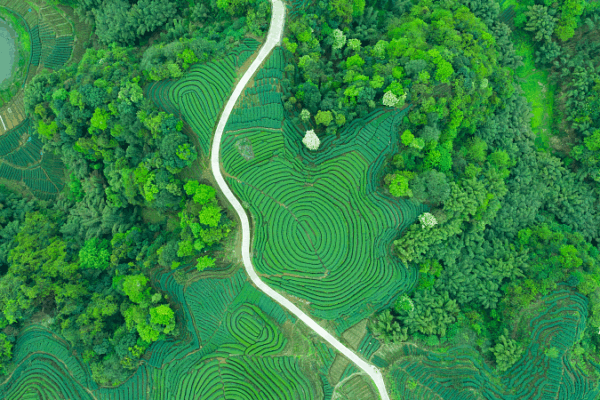 Xi’s Eco-Civilization Thought: A Blueprint for Global Green Modernization