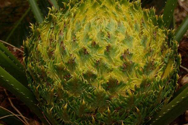 Explore_Hainan_s_Rainforest_Wonderland_and_Its_New_Species