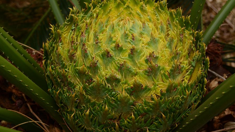 Explore_Hainan_s_Rainforest_Wonderland_and_Its_New_Species