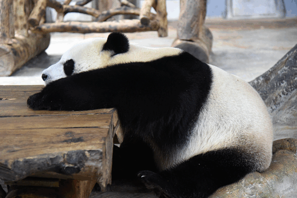 Giant_Pandas_Shunshun_and_Gonggong_Charm_Visitors_in_Hainan video poster